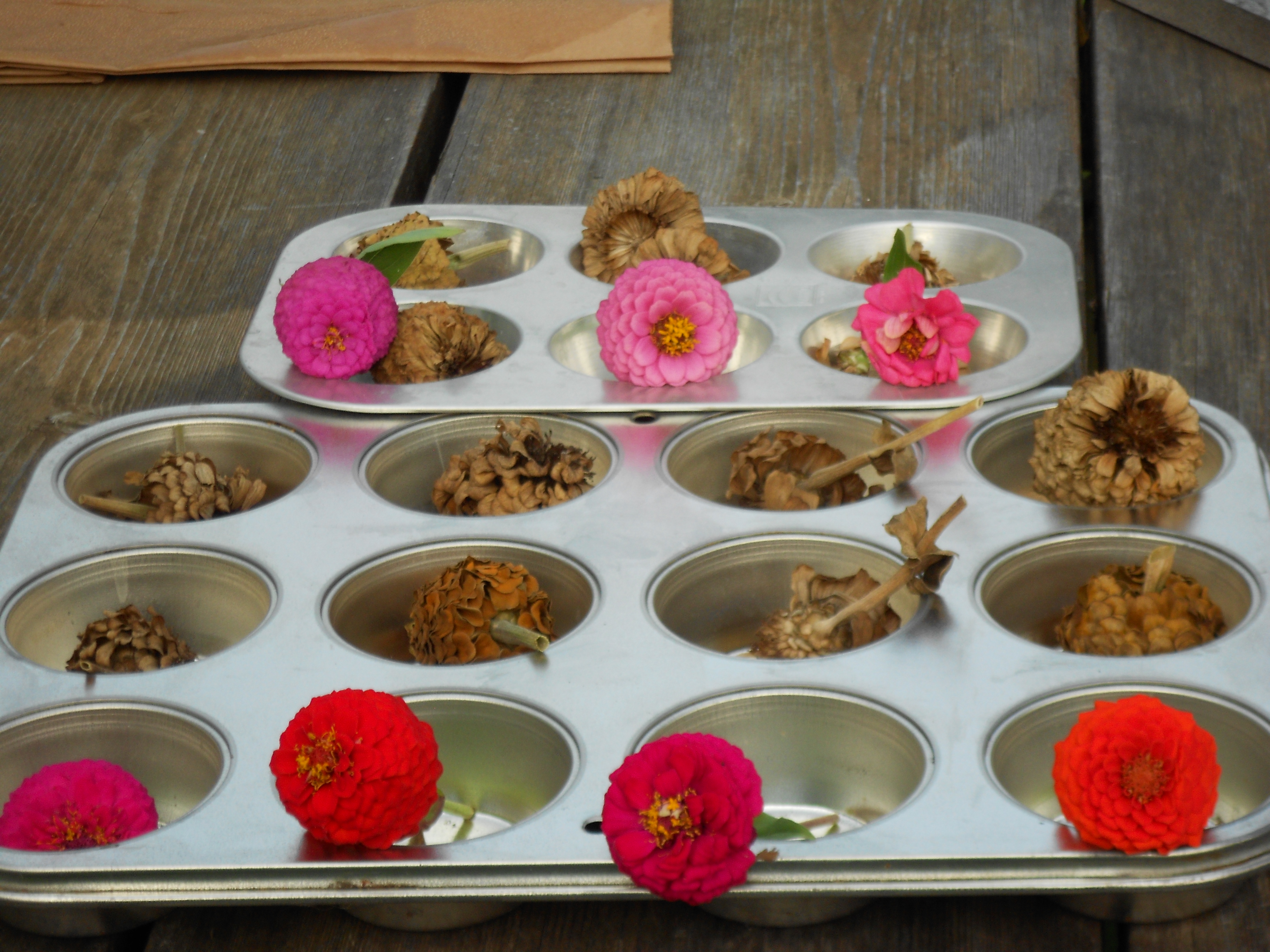 Flowers in muffin tray